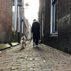 Trailstone Dog Leash 9 Trailstone Dog Leash -Deli Prins Winkel 1005529 4