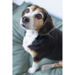 Designed By Lotte Ligkussen Fluweel Nalino Groen -Deli Prins Winkel 1017101 3