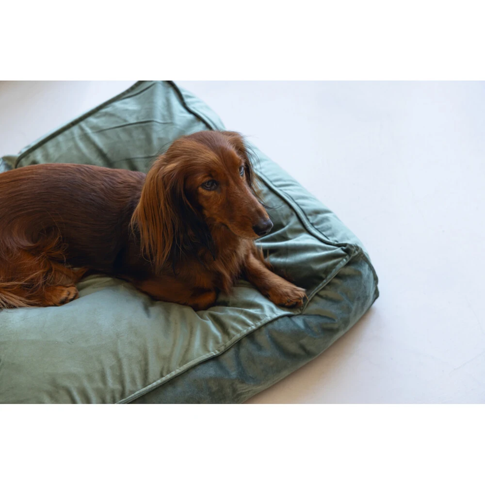 Designed By Lotte Ligkussen Nalino Hond Groen 4 Designed By Lotte Ligkussen Nalino Hond Groen - Afbeelding 2