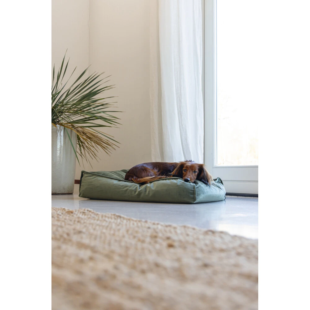 Designed By Lotte Ligkussen Nalino Hond Groen 6 Designed By Lotte Ligkussen Nalino Hond Groen - Afbeelding 4