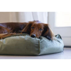 Designed By Lotte Ligkussen Nalino Hond Groen 13 Designed By Lotte Ligkussen Nalino Hond Groen -Deli Prins Winkel 1031626 6