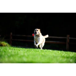 Chuckit! Chuckit Ultra Tug Large -Deli Prins Winkel 1033119 4