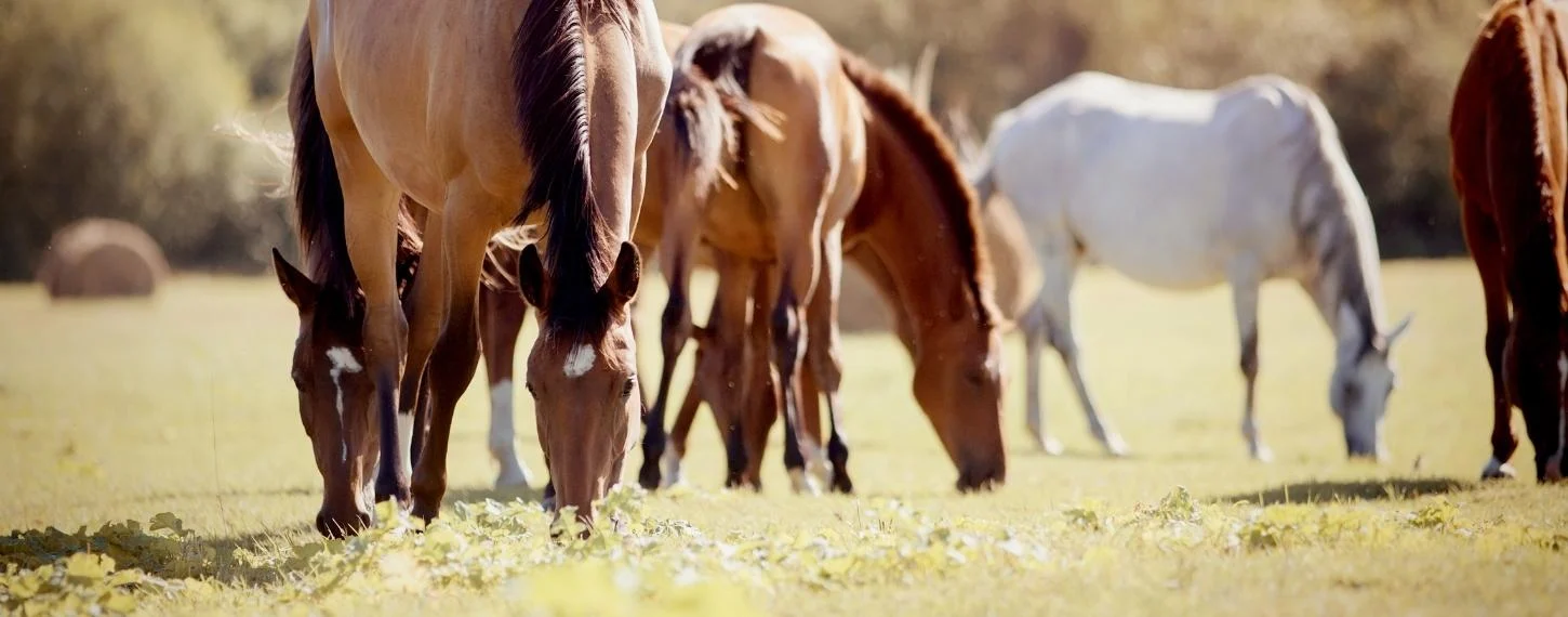 Deli Prins Winkel -Deli Prins Winkel