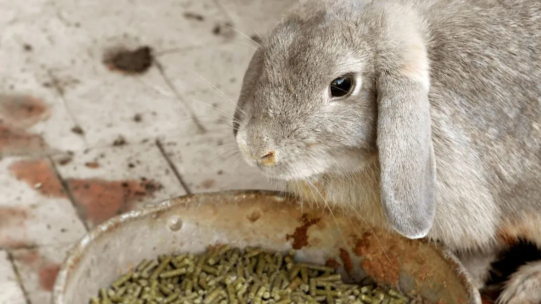 Deli Prins Winkel -Deli Prins Winkel Rabbit Food Australia