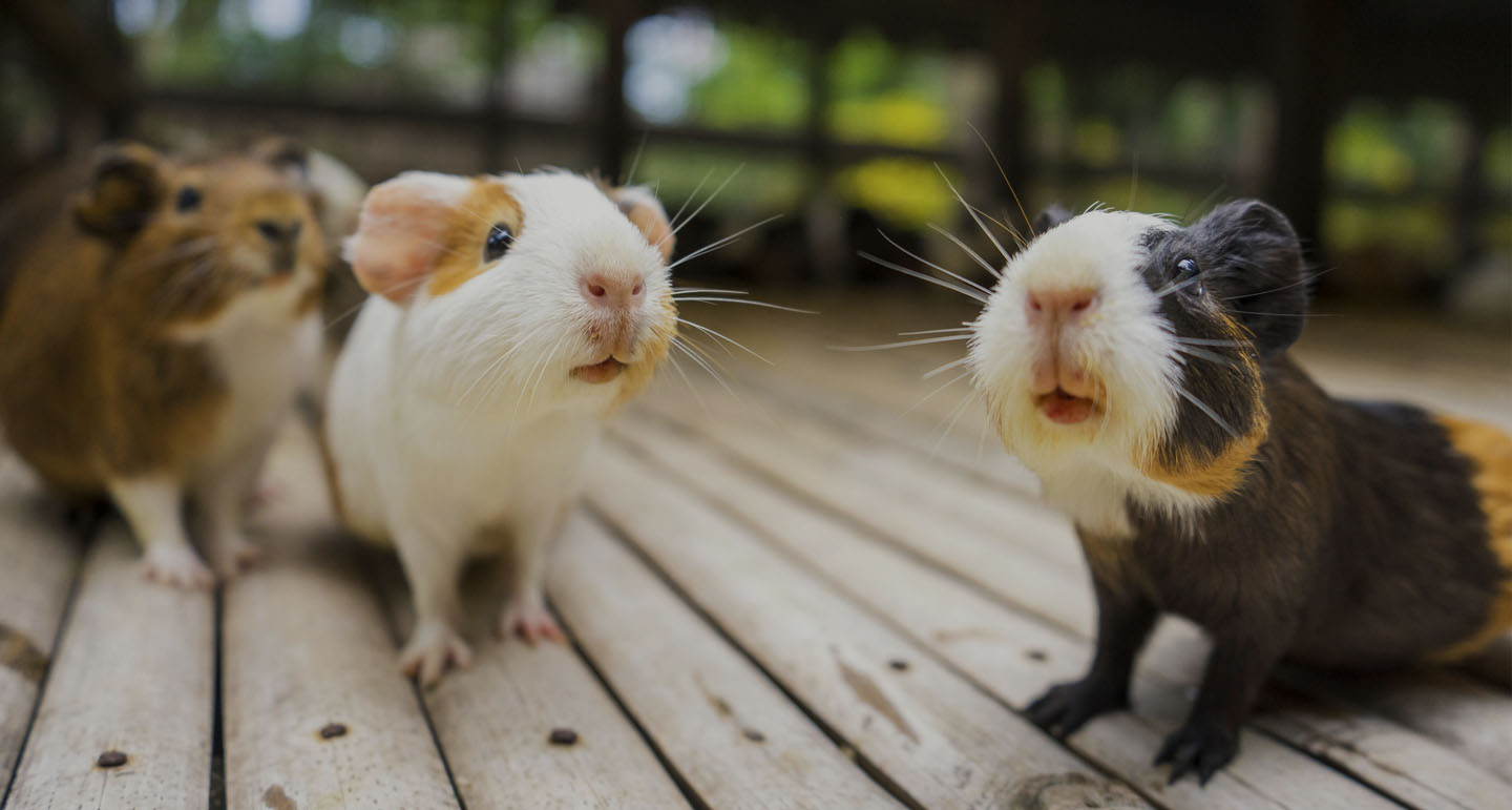 Deli Prins Winkel -Deli Prins Winkel knaagdieren banner 1